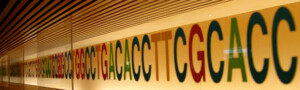 PALB2 gene